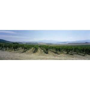 com Grape Vines in a Vineyard, Tavernelle, Lunigiana, Tuscany, Italy 