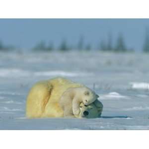  A Polar Bear Cub Rests Soundly Atop its Mothers Head 