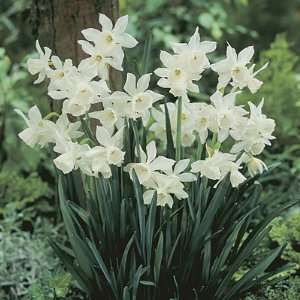  Daffodil Bulbs Thalia Patio, Lawn & Garden