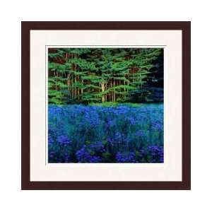  Shadowed Meadow Sunlit Pines Framed Giclee Print