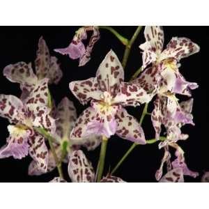 Wilsonara Vernal Aura orchid Near Blooming Size  Grocery 
