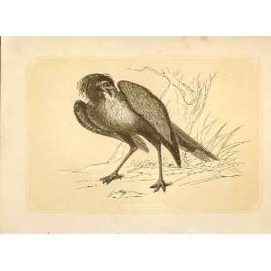  The Secretary Bird 1860 Coloured Engraving Sepia Style 