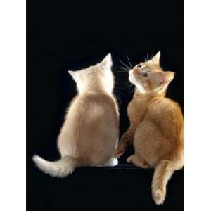 Domestic Cat, Two 9 Week Kittens, One Cream One Ginger Premium Poster 