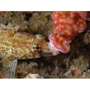  A Ceratosoma nudibranch crawls over a variable sabretooth 