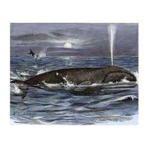 Right Whale Spouting Premium Poster Print, 16x12