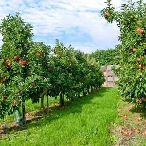  Apple Red Orchard Type home fragrance oil 15ml