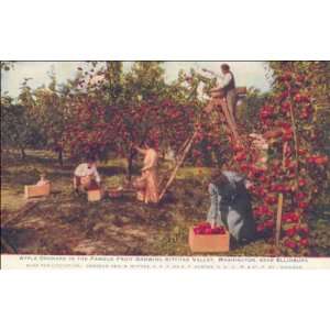   Apple Orchard in the Famous Fruit Growing Kittitas Valley. VO5546