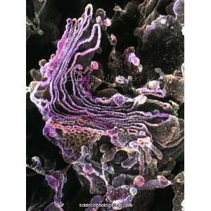  Colour SEM of Golgi complex in olfactory bulb cell Framed 