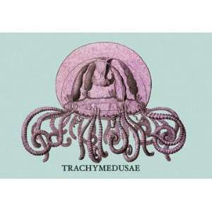  Jellyfish Trachymedusae #1 24x36 Giclee