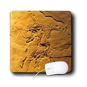     Archaeopteryx from the Jurasic Germany   Mouse Pads Electronics