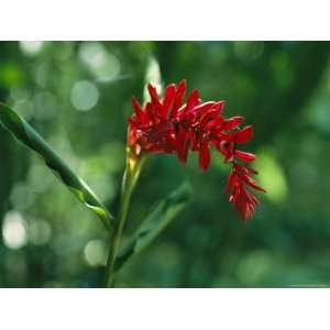  Gracefully Arching Wildflower in a New Guinea Woodlannd 