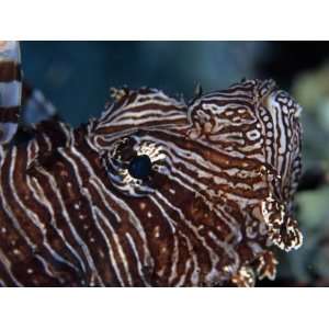 Close View of the Head of a Turkey Lionfish, Pterois Volitans 
