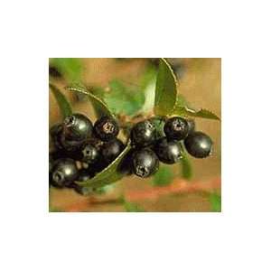  Evergreen Huckleberry Plant (Potted) Patio, Lawn & Garden