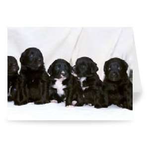 Eight Retriever and Labrador puppies   Greeting Card (Pack of 2)   7x5 