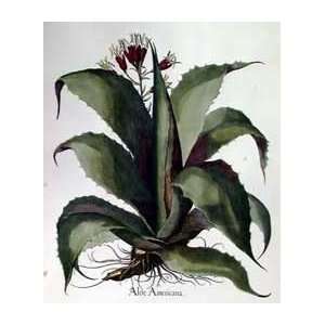   Besler Aloe Americana   Artist Besler  Poster Size 24 X 18 Home