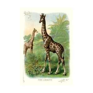  The Giraffe 24x36 Giclee