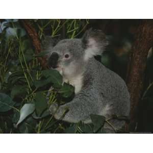  A Koala Clings to a Eucalyptus Tree in Eastern Australia 