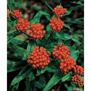  Asclepias, Butterfly Weed 1 Plant Patio, Lawn & Garden