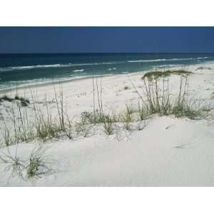  Dune Grasses Hold White Sand in Place Along a Stretch of 