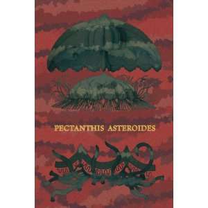   Poster, Jellyfish Pectanthis Asteroides #1   20x30