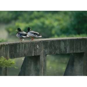  A Pair of Mallard Ducks Stand on a Water Management 
