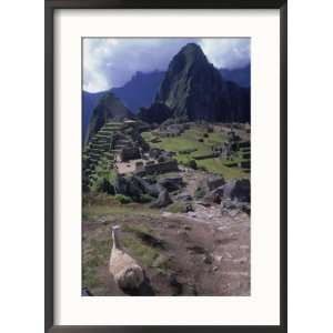  Inca Ruins of Machu Picchu, Llama, Peru Collections Framed 