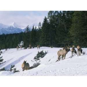 A Group of Elk Gathered in Banff National Park Stretched 