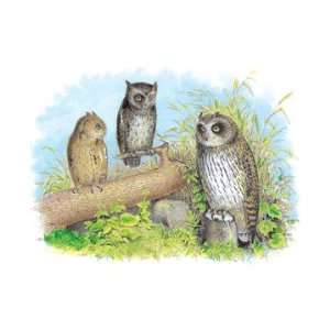  Short Eared Owl and Screech Owl 28x42 Giclee on Canvas 