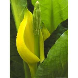  Skunk Cabbage, Close up of Flower Spike Photographic 