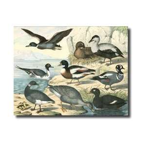  Avian Collection Iv Giclee Print