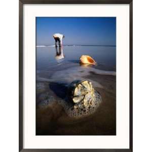  View of a Beachcomber and Seashells Awash in the Surf 