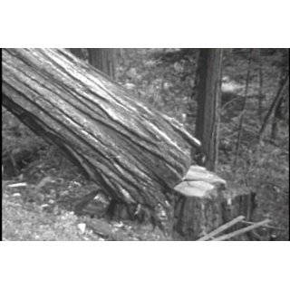 Historic Forestry Films DVD 1920 1957 Logging Industry & National 