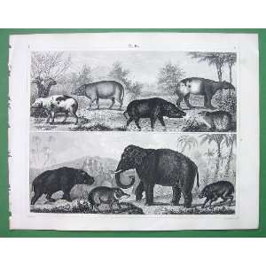 MAMMALS Tapir Wart Hog Elephant Hippopotamus     1844 SUPERB Antique 