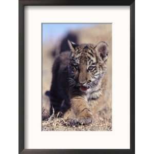  Siberian Tiger Cub, Panthera Tigris Altaica Photos To Go 