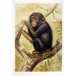  C1990 Mammals Chimpanzee Troglodytes Niger Colour