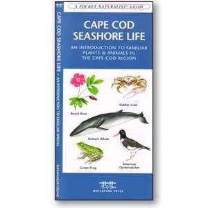 Cape Cod Seashore Life
