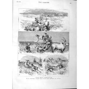   1882 INDIA HUNTING BLACK BUCK CHEETAH BARODA OLD PRINT