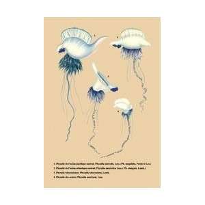   de lOcean Pacifique Austral et al 24x36 Giclee