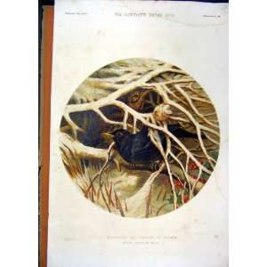  Blackbird Thrush Covert Birds Nest 1859 Colour Print