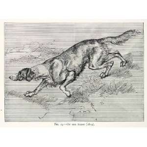   Hunting Pointer Dog Scent Hound Pet   Original In Text Wood Engraving