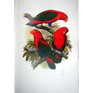    World Parrots 1973 Blue Thighed Chattering Lory