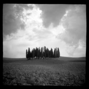 cypress hill, Limited Edition Photograph, Home Decor 