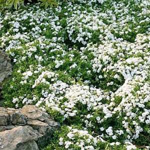 Creeping Phlox White Delight