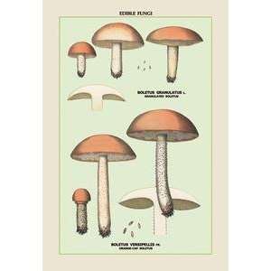 Vintage Art Edible Fungi Boletus Granulatus and Versipellis   04904 9