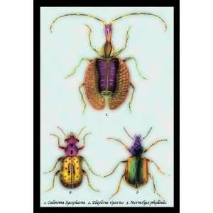  Beetles Calosom. Sycophanta, Elaphrus Raperius et al. #1 