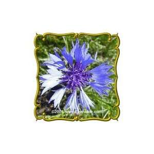   Dwarf Blue Cornflower   Bulk Wildflower Seeds Patio, Lawn & Garden