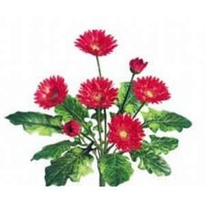   FBG878 RE 18 in. Gerbera Daisy Bushes Red  Case of 12