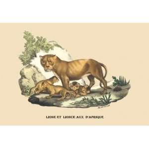  Lion et Lionne dAfrique 12x18 Giclee on canvas