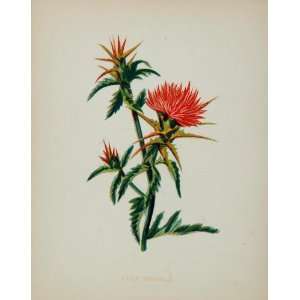  1898 Botanical Print Star Thistle Centaurea Calcitrapa 