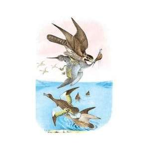  The Wandering Falcon (Great Footed Hawk) 24x36 Giclee 